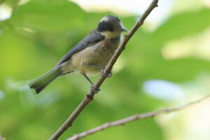 ヤマガラ幼鳥2025年7月15日