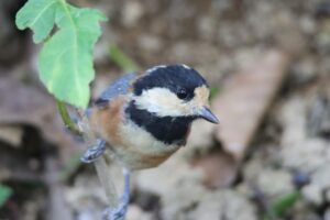 ヤマガラ成鳥2025年7月27日