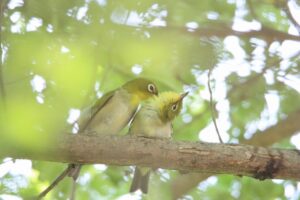 メジロ2025年7月27日