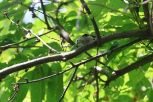 シマエナガ2025年7月15日