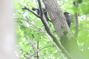 クマゲラ2025年7月27日