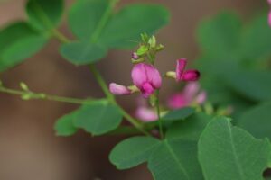 ヤマハギ2025年7月27日