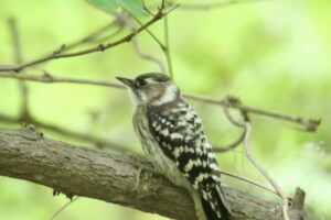 コゲラ2025年7月6日