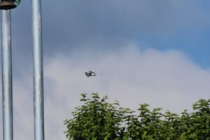 オオセグロカモメ2025年7月27日