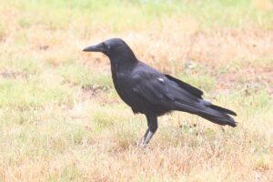 ハシボソガラス2025年7月20日