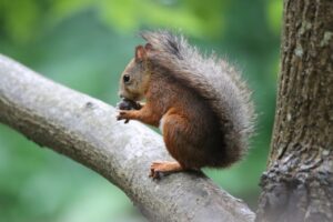 エゾリス2025年7月20日