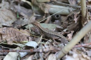 ニホンカナヘビ2025年7月6日