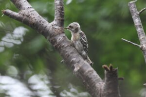 コゲラ2025年7月20日