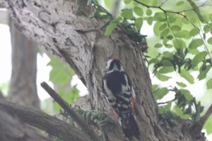 アカゲラ雄2025年7月20日