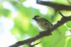 ヒガラ2025年7月27日幼鳥