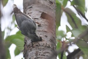 ゴジュウカラ2025年7月20日尾羽の先が白い個体1