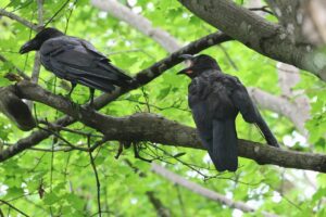 ハシブトガラス2025年7月27日