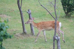 エゾシカ雌2025年7月6日