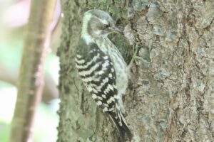 コゲラ幼鳥2025年7月15日