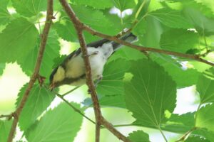 シジュウカラ幼鳥2025年7月15日