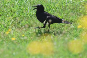 ハシボソガラス2025年＾7月6日