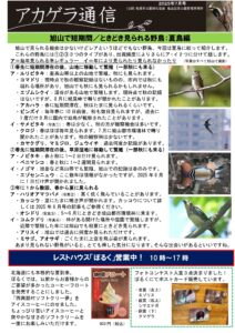 アカゲラ通信2025年7月号表