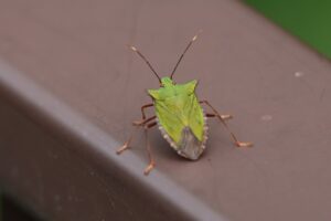 ツノアオカメムシ2025年7月20日