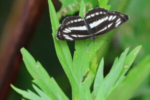 コミスジ2025年7月20日