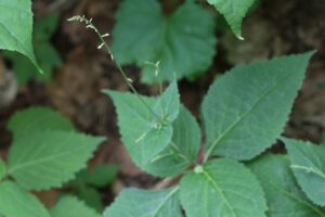 ハエドクソウ2025年7月6日