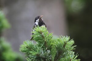 ヒガラ2025年7月１5日3親鳥