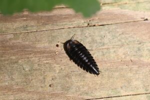 ヒラタシデムシ幼虫2025年7月27日