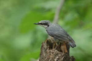 ゴジュウカラ2025年7月27日