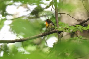 キビタキ雄2025年7月6日