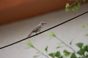 ヒヨドリ2025年7月6日