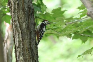 アカゲラ幼鳥2025年7月27日