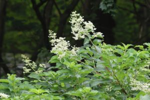 ノリウツギ2025年7月20日1花