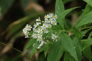 エゾゴマナ2025年8月30日