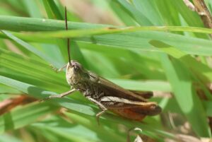ヒナバッタ2025年8月18日