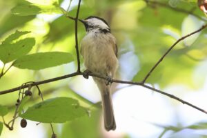 ハシブトガラ2025年8月30日