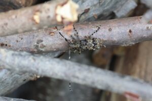 ナガゴマフカミキリ2025年8月3日