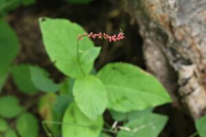 ミズヒキ2025年8月3日