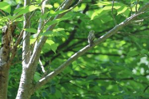 コサメビタキ幼鳥2025年8月25日