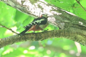 アカゲラ雄2025年8月18日