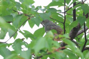 ヒヨドリ幼鳥2025年8月11日