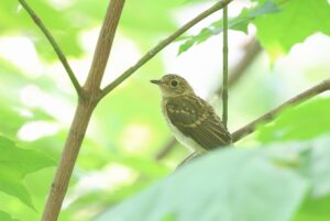 オオルリ幼鳥雌2025年8月18日