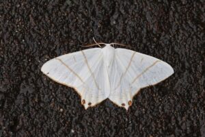 ウスキツバメエダシャク2025年8月11日