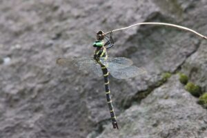 オニヤンマ2025年8月30日