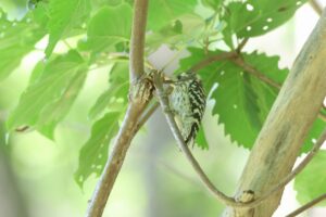 コゲラ2025年8月18日1ミズナラの木にいる