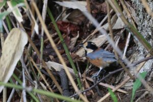 ヤマガラ2025年8月11日