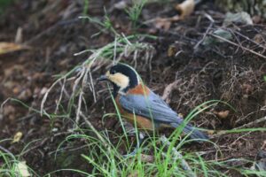 ヤマガラ2025年8月25日