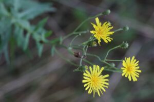 ヤナギタンポポ2025年8月11日