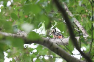 オオアカゲラ雌2025年8月30日