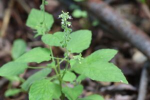 ウシタキソウ2025年8月25日