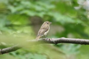 キビタキ幼鳥2025年8月11日