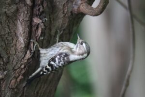 コゲラ2025年8月3日